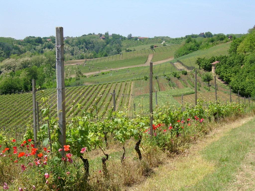 Rocchetta Tanaro Cascina Rollone 빌라 외부 사진